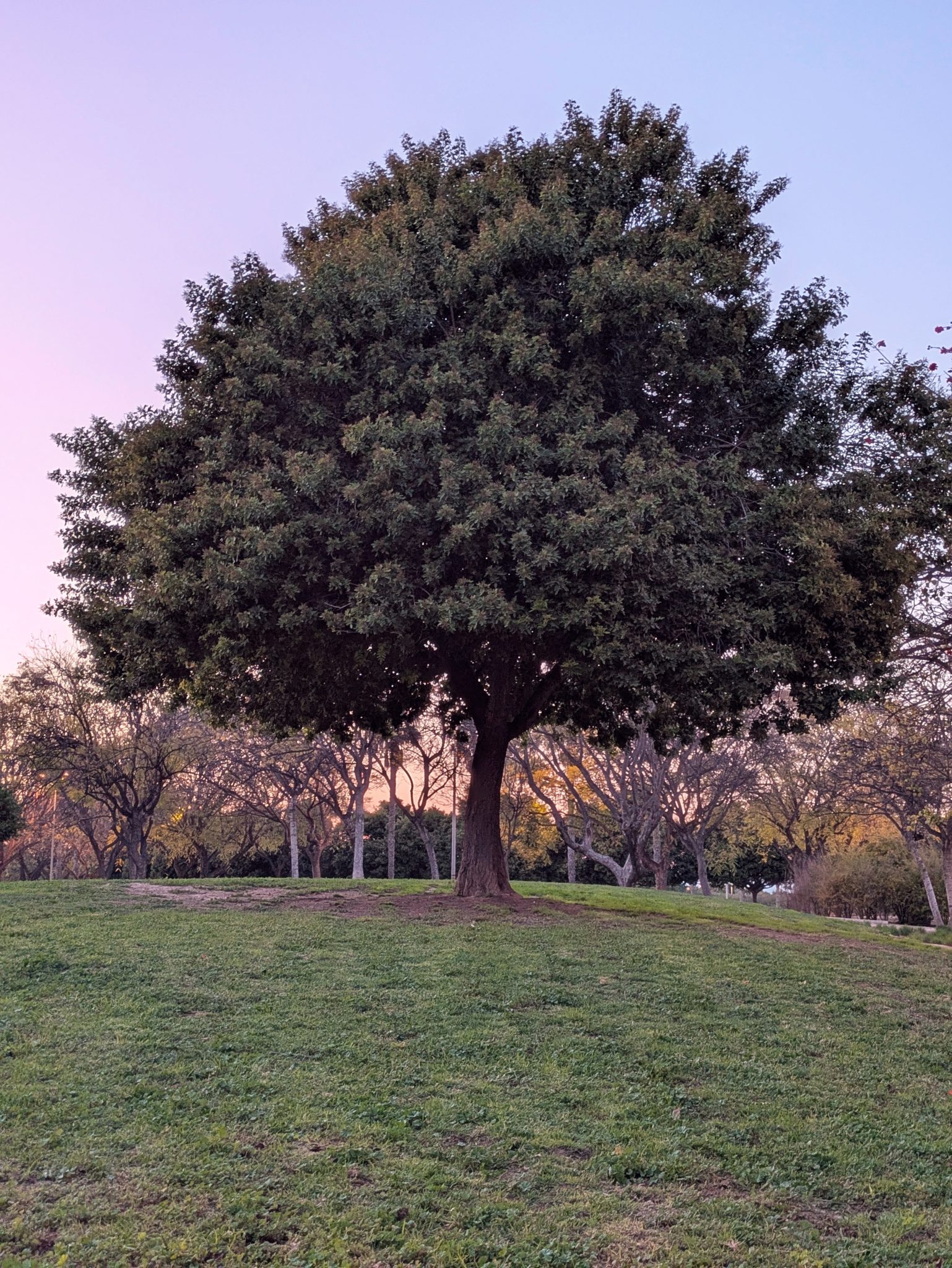 David Martinez Rodriguez 3años B