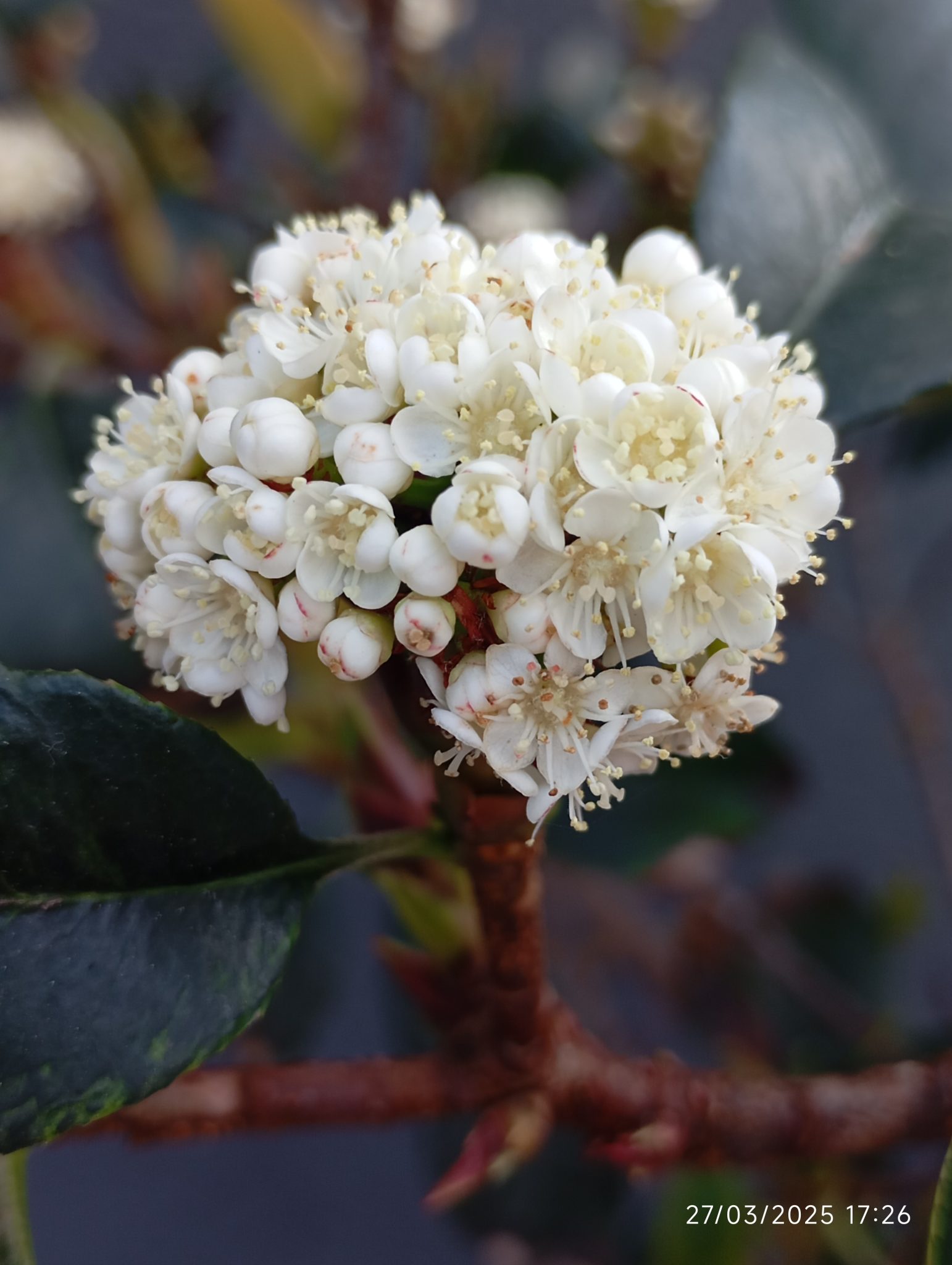 Valeria Guirao Jiménez 5ºB