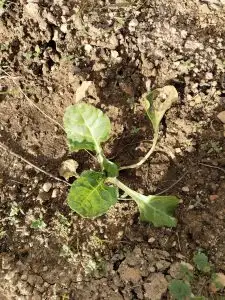 WhatsApp Image 2026-01-08 at 14.41.41