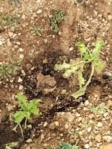 WhatsApp Image 2026-01-08 at 14.41.45