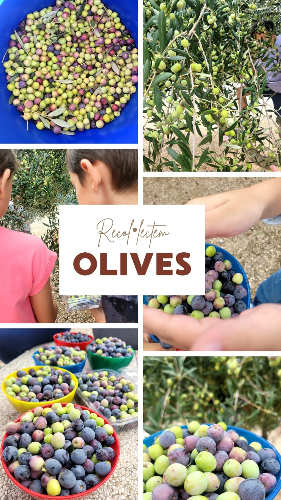 PRIMERA COLLITA D’OLIVES