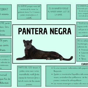 EXPOSICIÓ ORAL:ELS ANIMALS