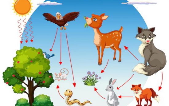 portal edu blogs - Conselleria d'Educació, Cultura i Esport