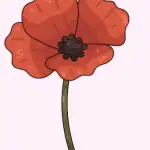 AMAPOLA