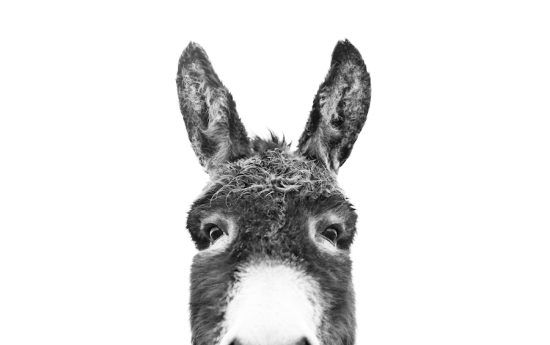 portal edu blogs - Conselleria d'Educació, Cultura i Esport