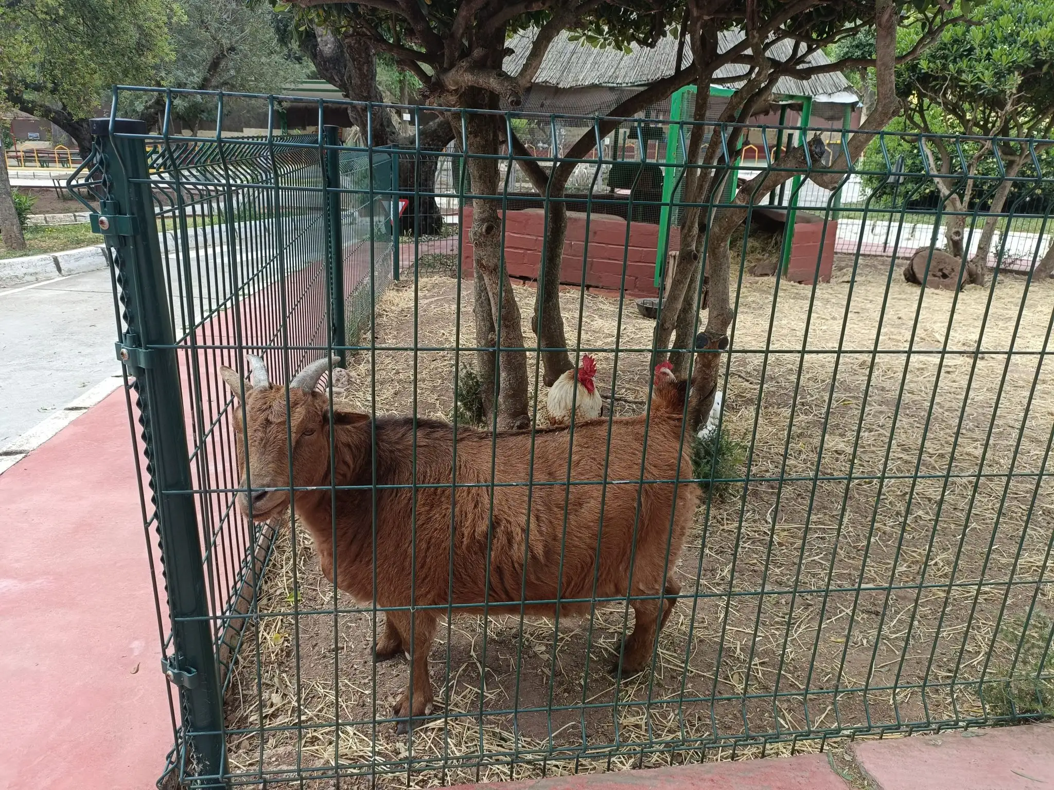cabra