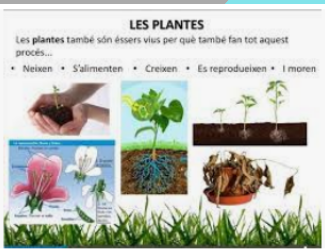 LES PLANTES