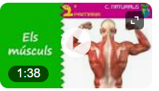 video els musculs