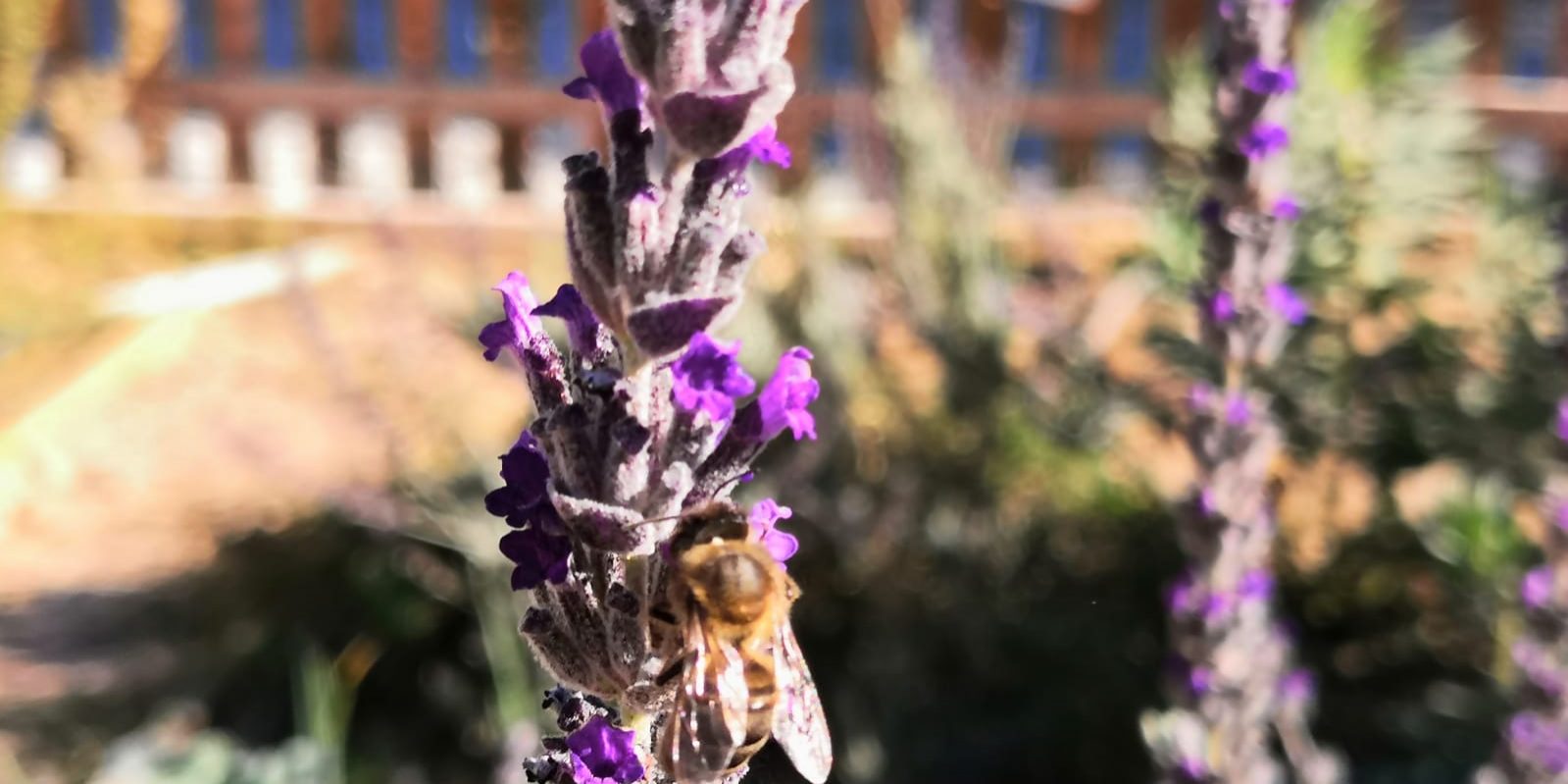 horta aromàtica i abella
