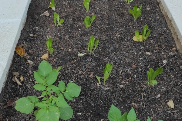 5.1. Plantem a l'hort.1