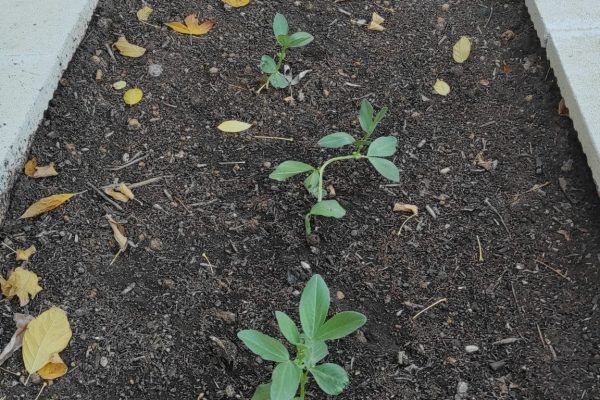 5.1. Plantem a l'hort.2