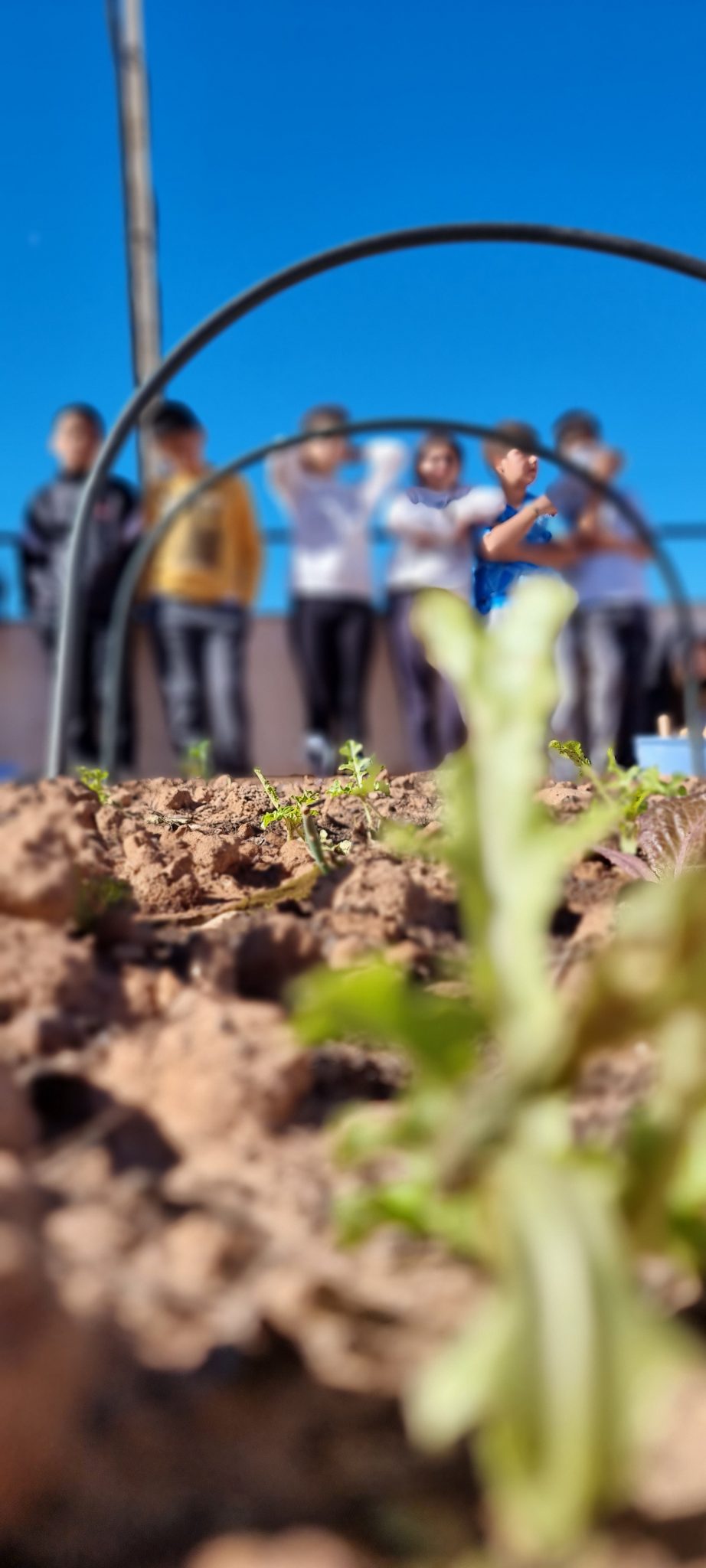 CULTIVO OTOÑO-INVIERNO. NUESTRAS PLANTAS