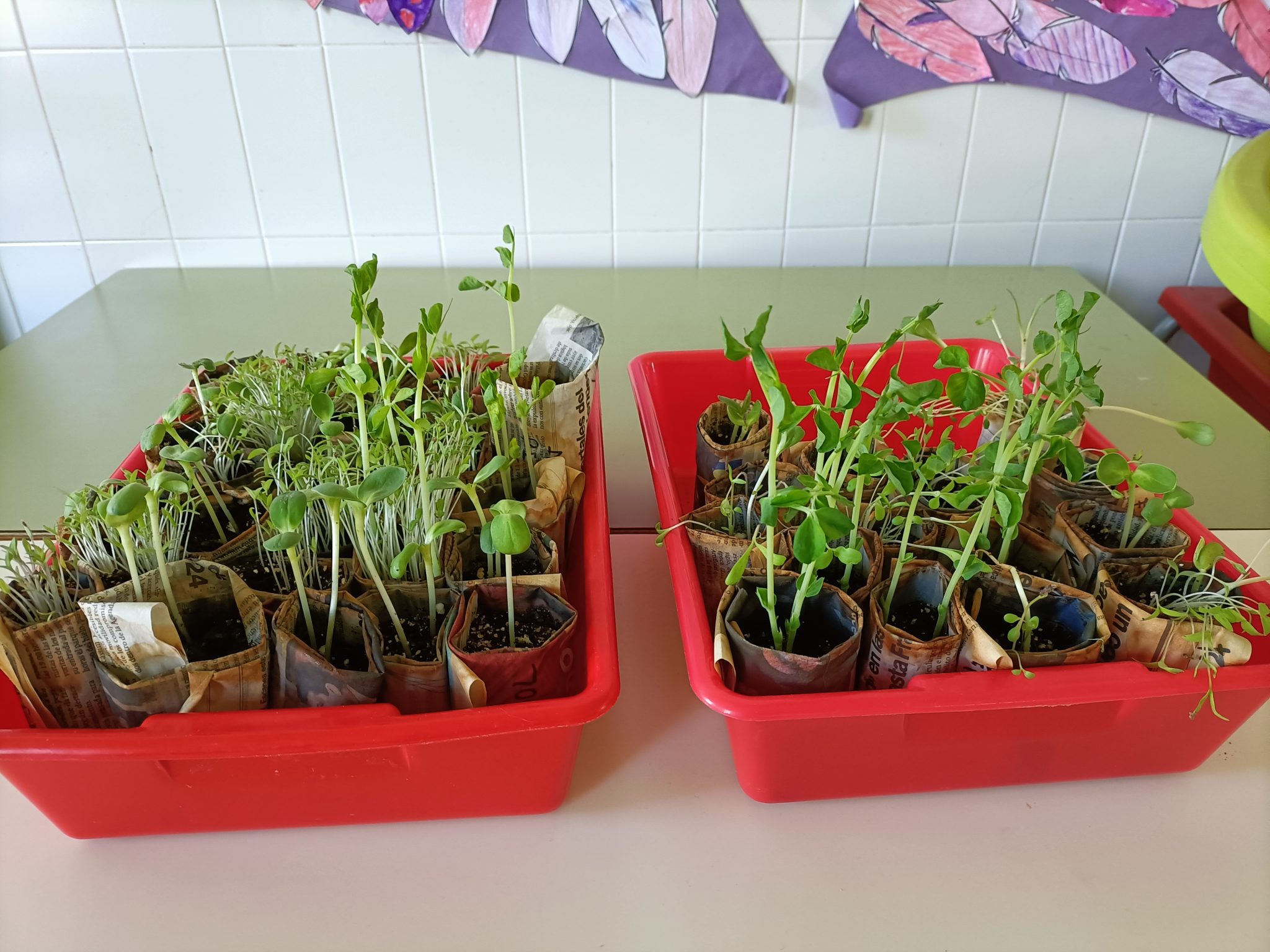 ALIANZAS CON LA NATURALEZA (insectos) – REPRODUCCIÓN SEXUAL Y ASEXUAL (semillas y esquejes)