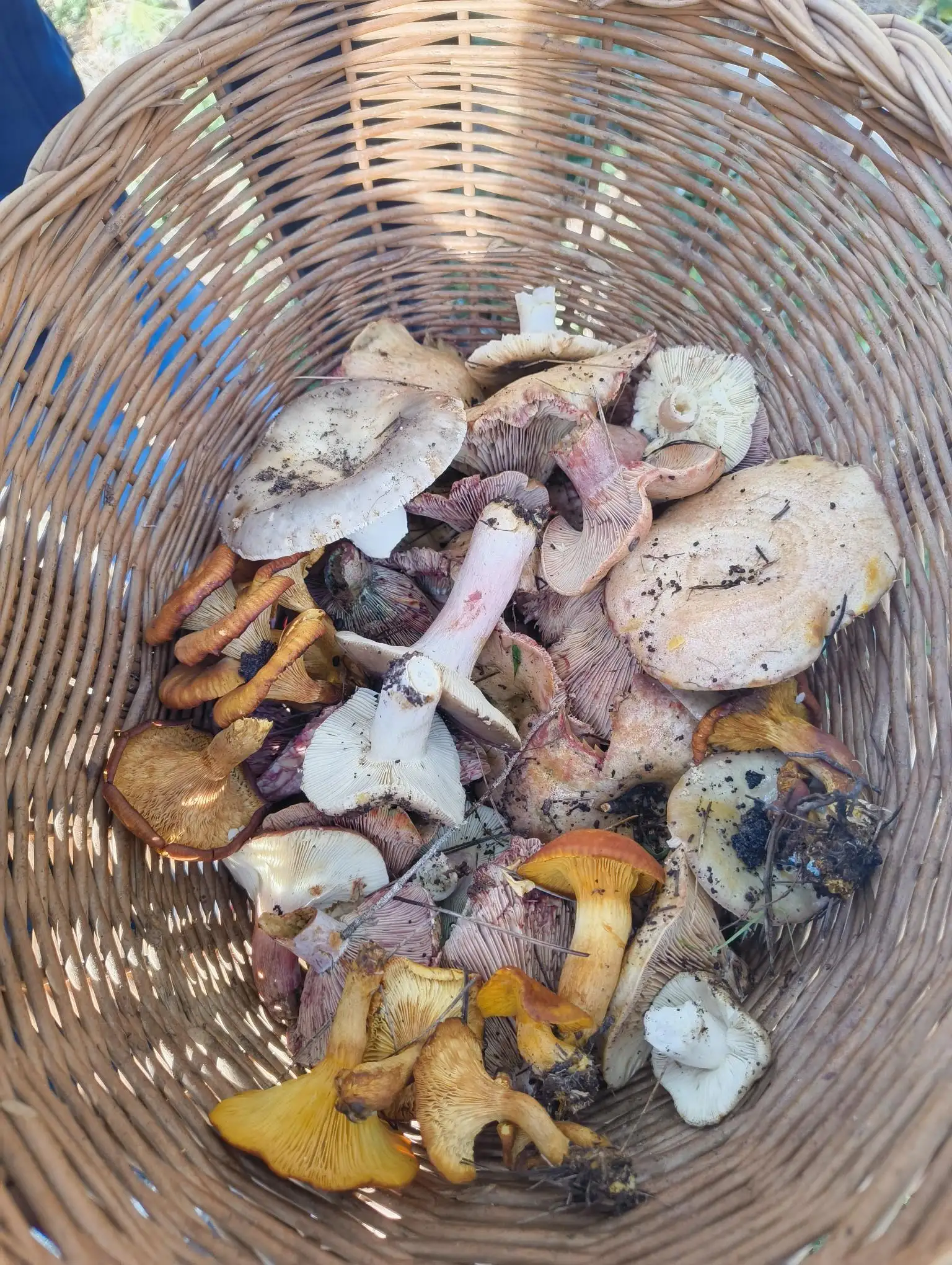 ANEM A BUSCAR BOLETS