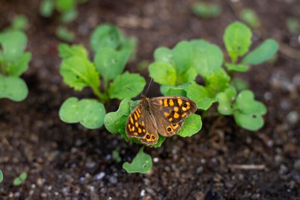 mariposa