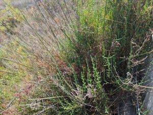 Salicornia europaea