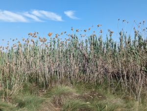 Phragmites australis