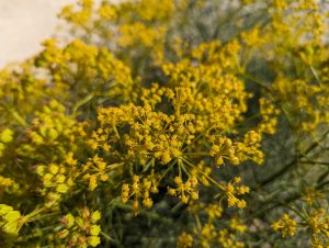 Foeniculum vulgare