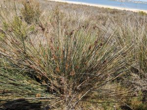 Juncus acutus