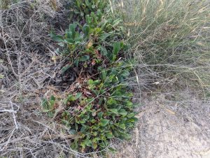 Limonium cossolanium