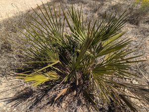 Chamaerops humilis