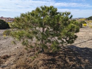 Pinus halepensis