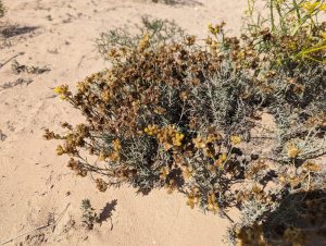 Helichrysum stoechas