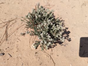 Teucrium capitatum