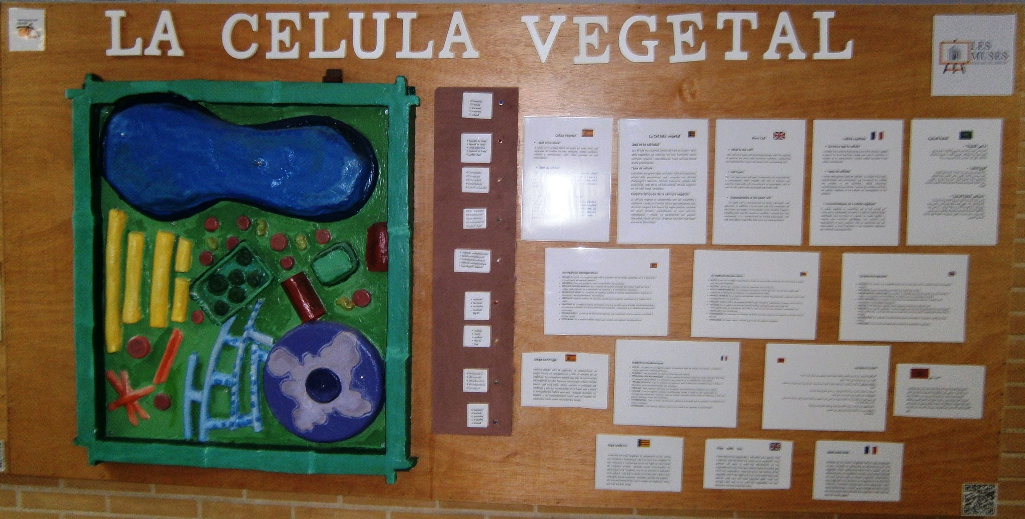 Celula vegetal OK