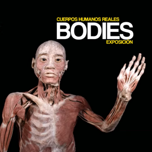 Bodies-exposicion-kinepolis-en-valencia-heroncity