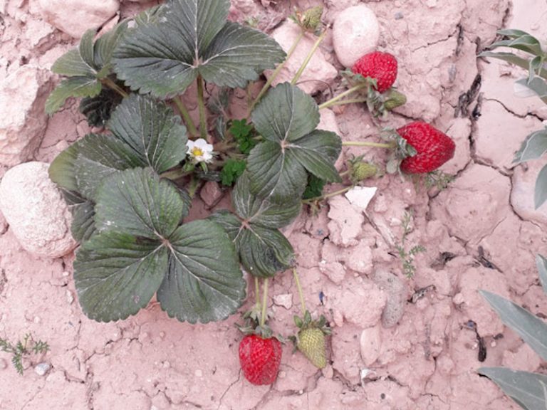 Primeras fresas en el huerto escolar