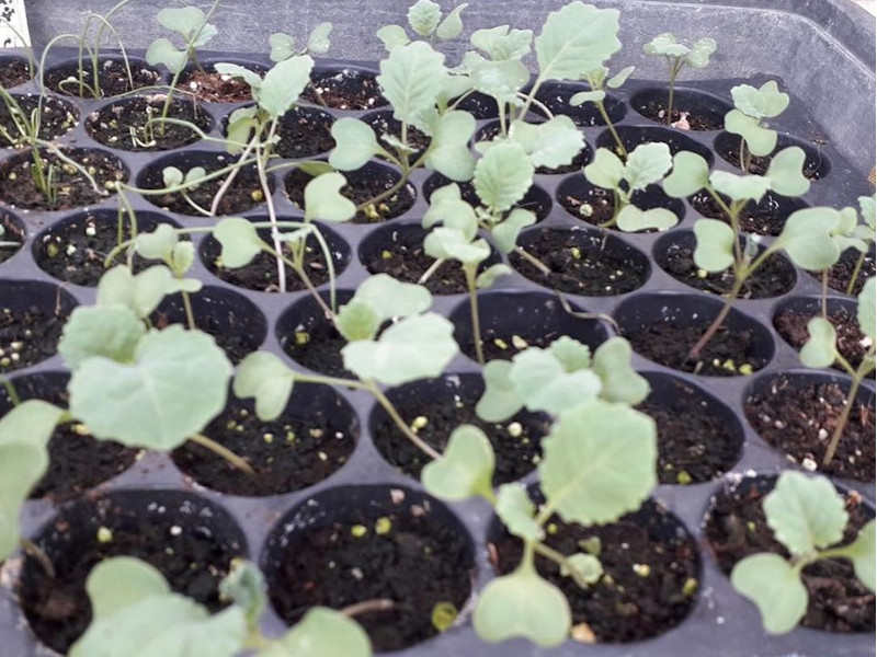 Plantamos cebollas en el huerto escolar