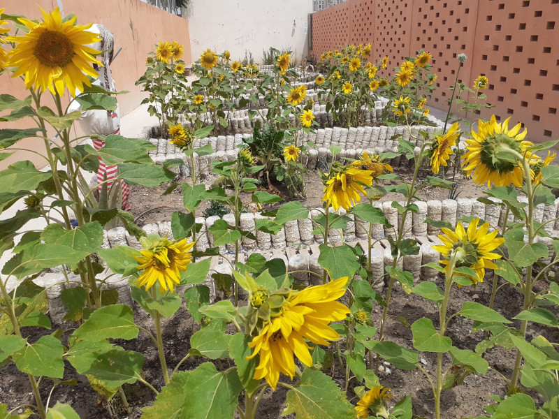 Girasoles en el huerto en el confinamiento