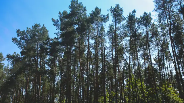 Celebració dia de l’arbre