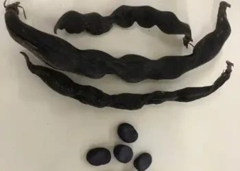 ÁMBITO CIENTÍFICO 3PDC